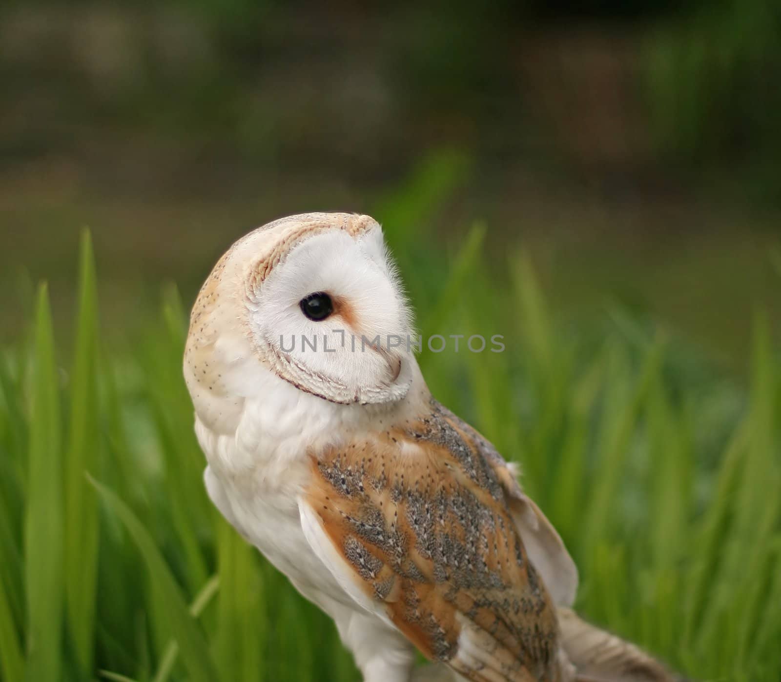 Captive Barn Owl close-up