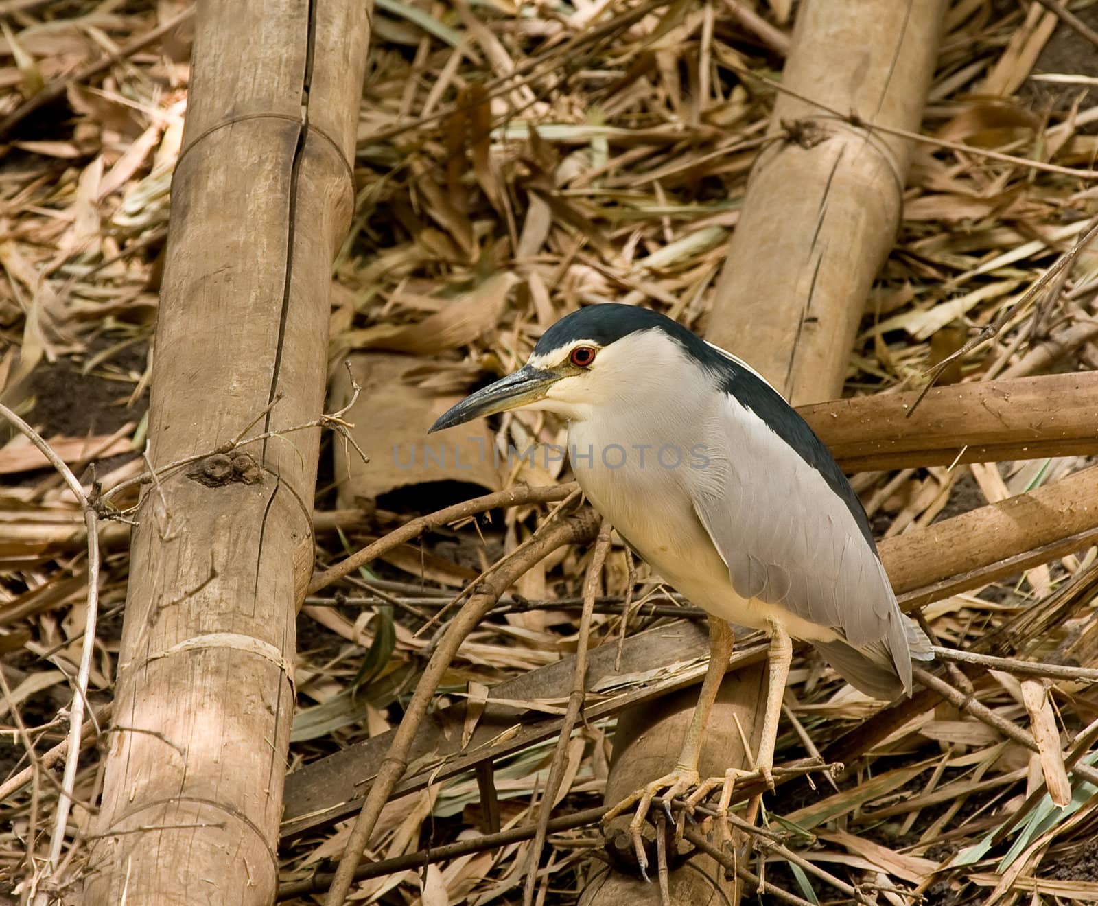 Black-crowned Night Heron adult in Abuko Nature Reserve in The Gambia