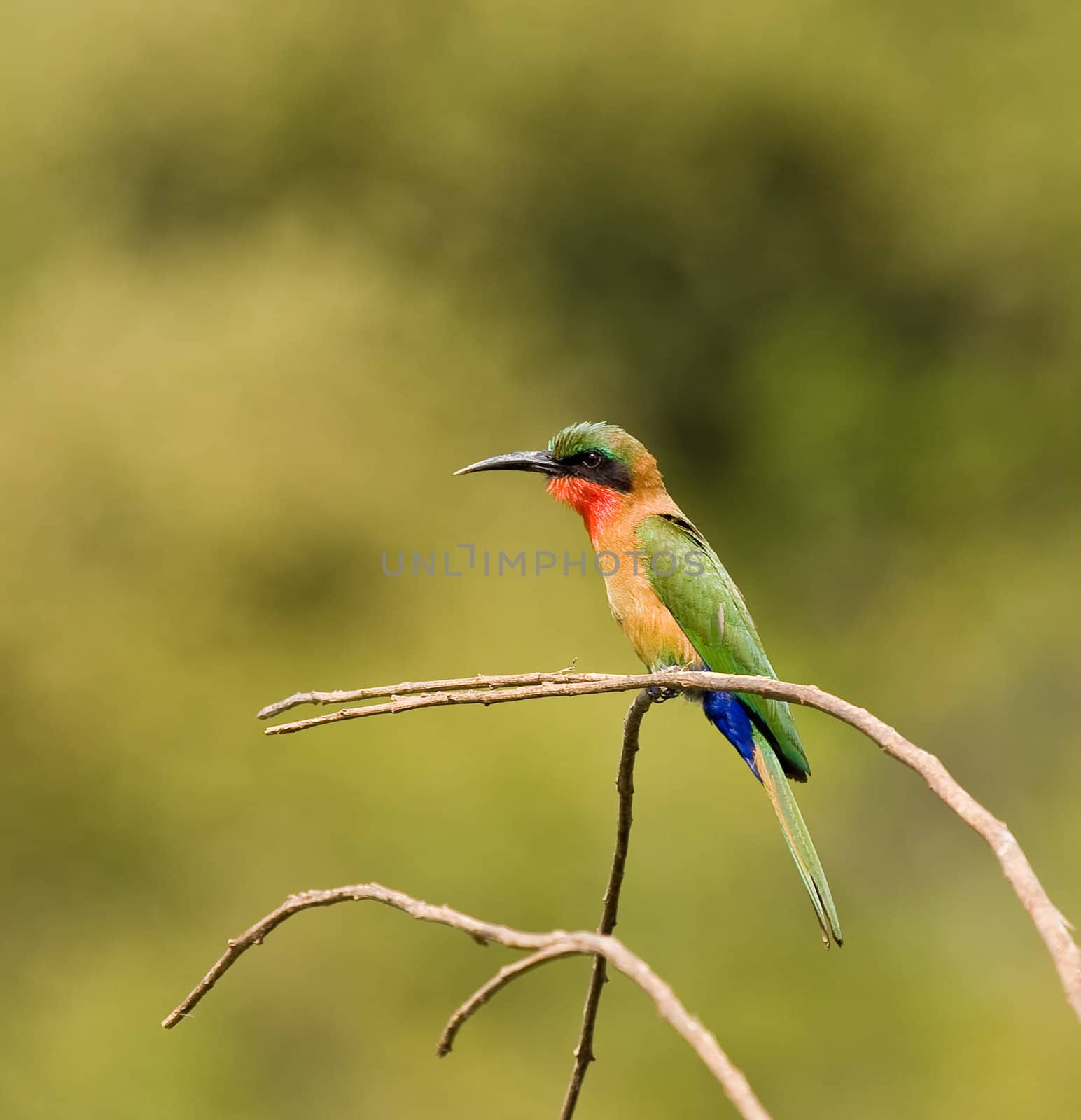 Red-throated Bee-eater by causeway across Gambia River near Simenti in Senegal