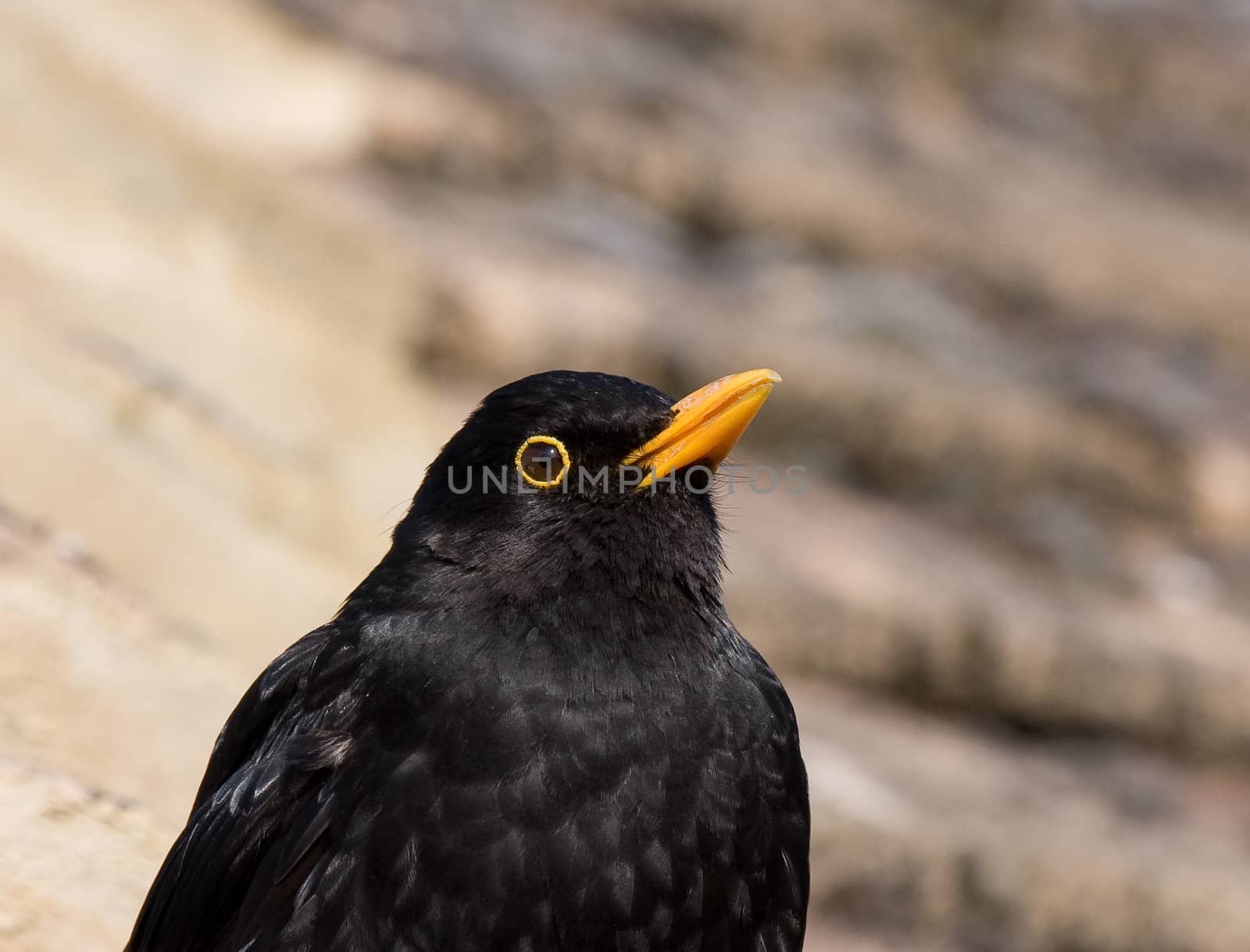  Common Blackbird Close-up in England