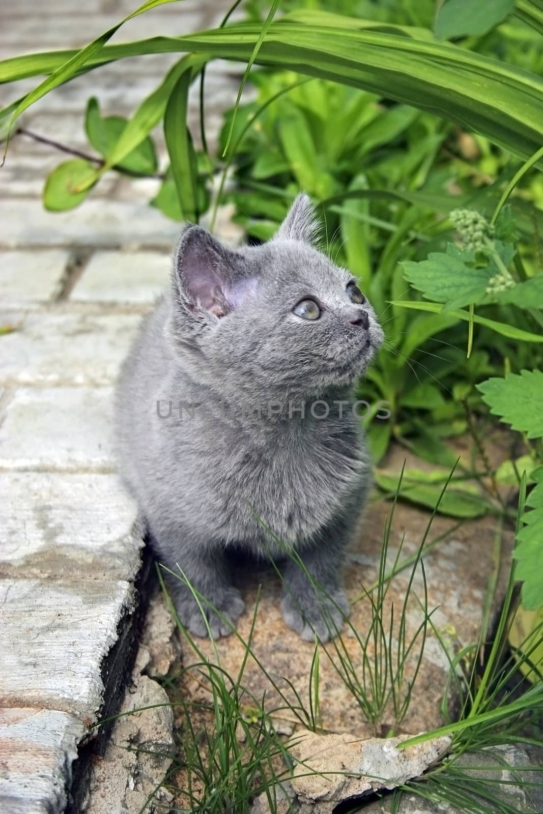 Young british cat sits around Green Grass