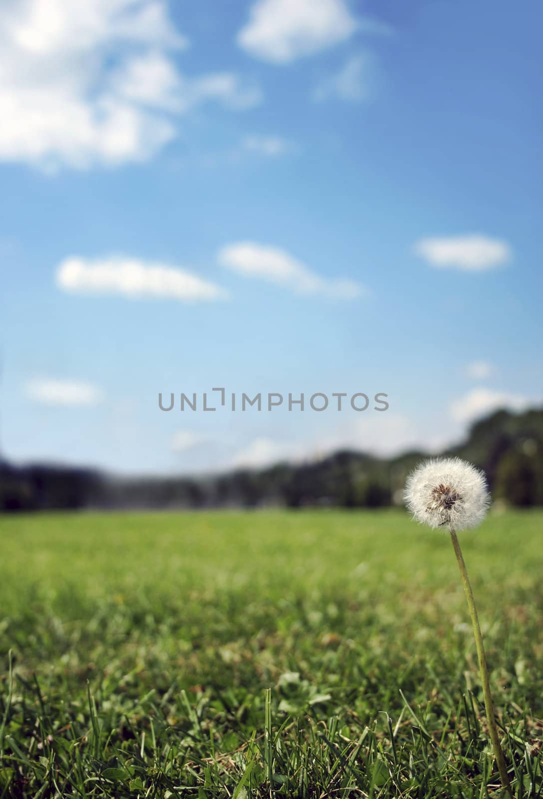 Nice background with fresh grass, flower, meadow and blue sky

