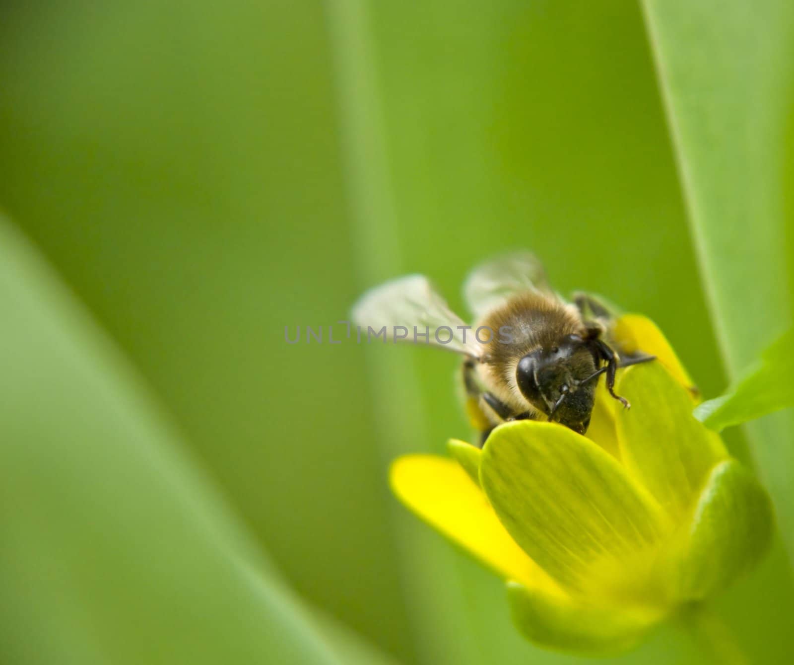 a bee flies around the first flowers