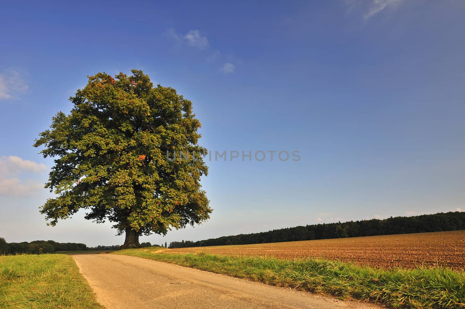 A solitary oak tree in open countryside. The leaves just beginning to turn brown with the onset of autumn (fall). Space for text in the clear blue sky