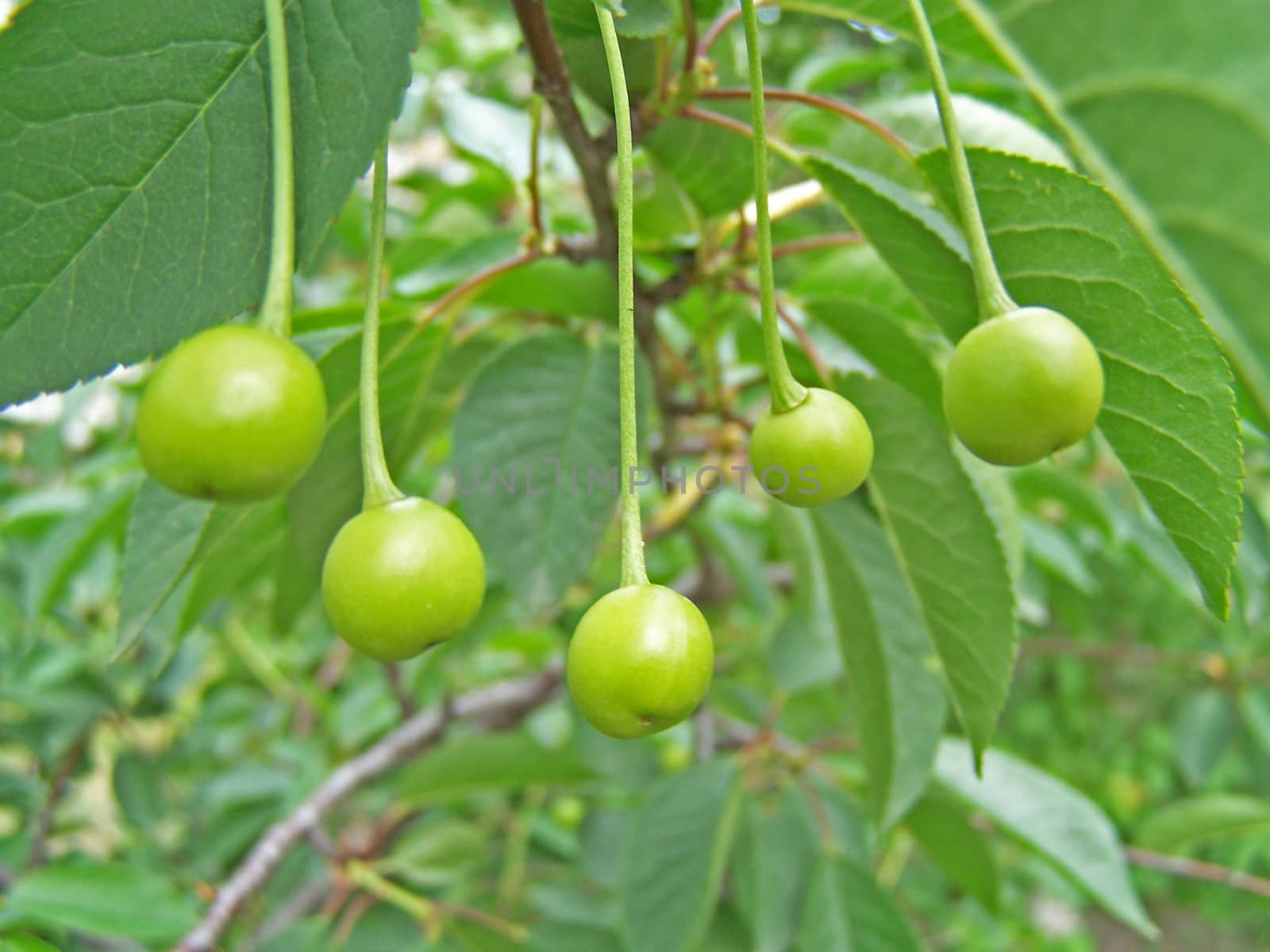 Close up of the green berries. Background.