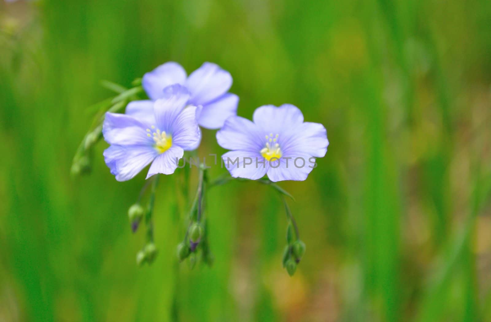 Three Little Purple Flowers by gilmourbto2001