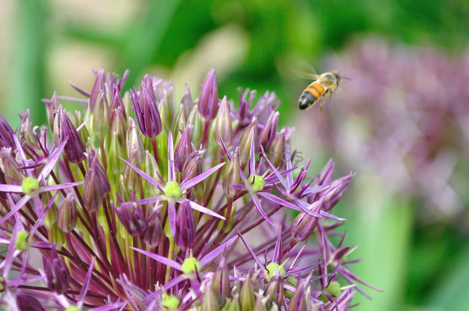 A bee flies from a large purple flower in search of more pollen.