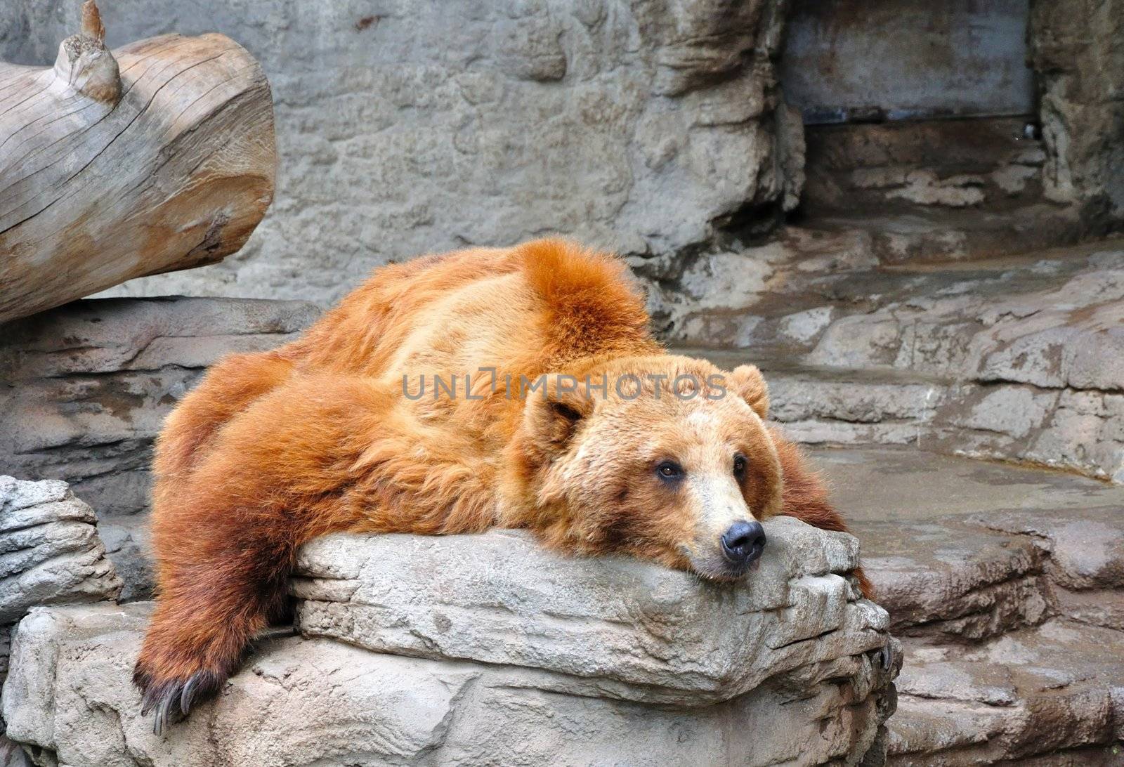 Lazy Grizzly Bear by gilmourbto2001