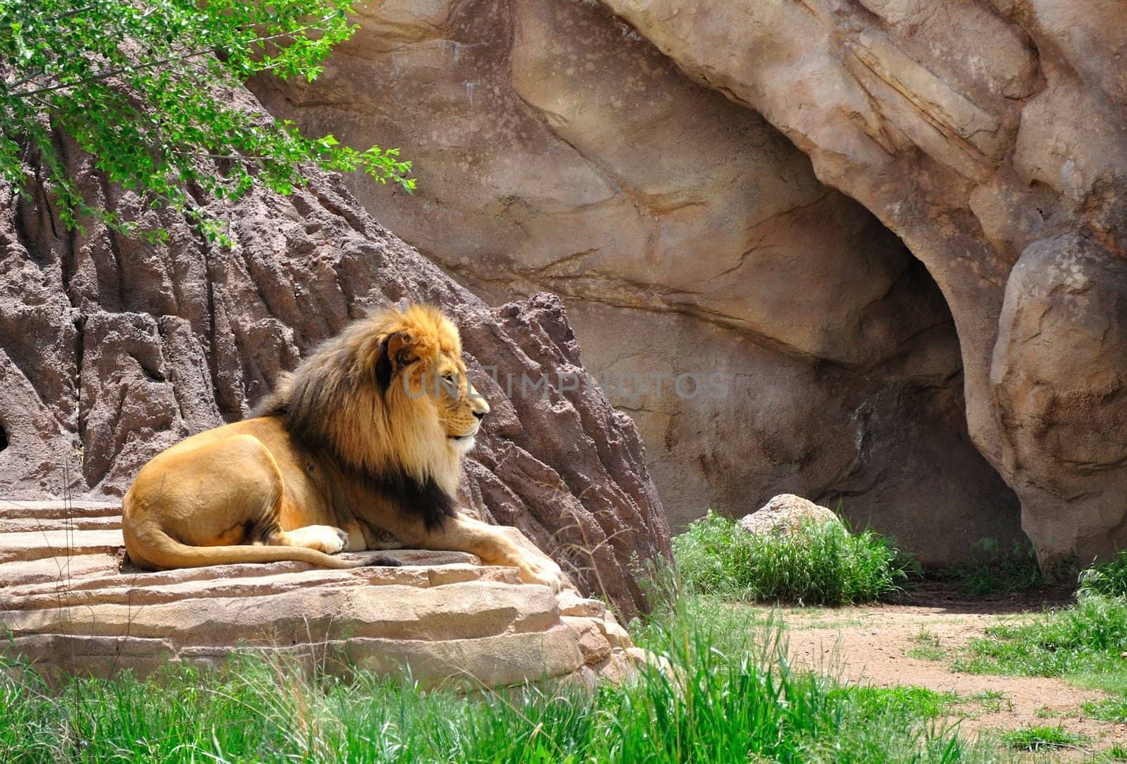 A male lion sits and rests at a local zoo.