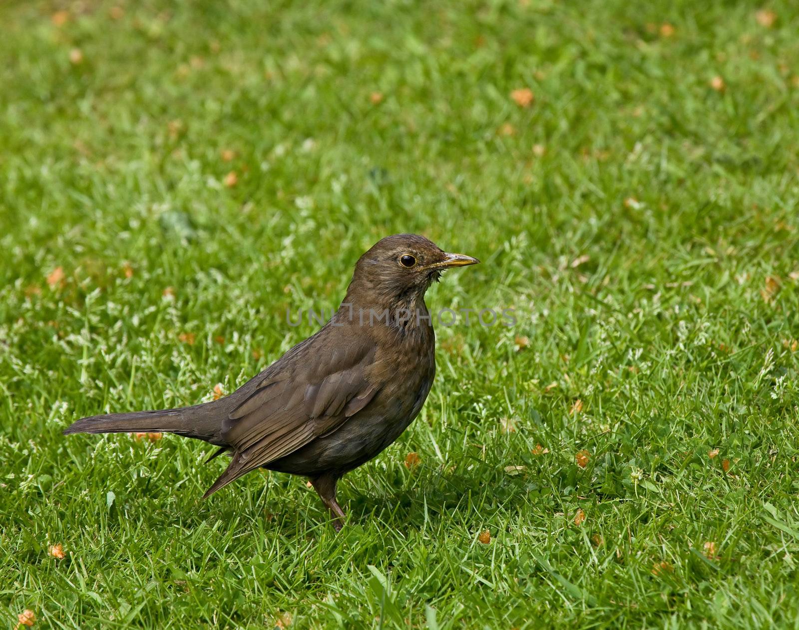 Female Common (European) Blackbird finding food for young