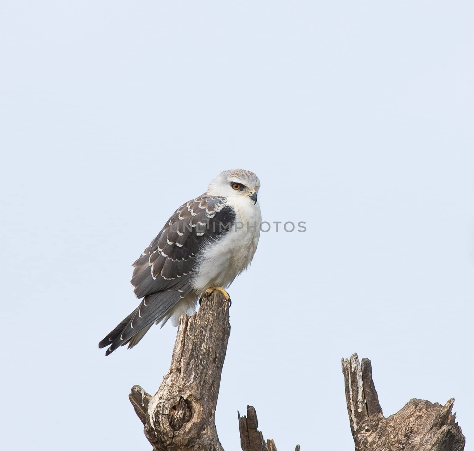 Black-shouldered Kite juvenile at Kotu in The Gambia