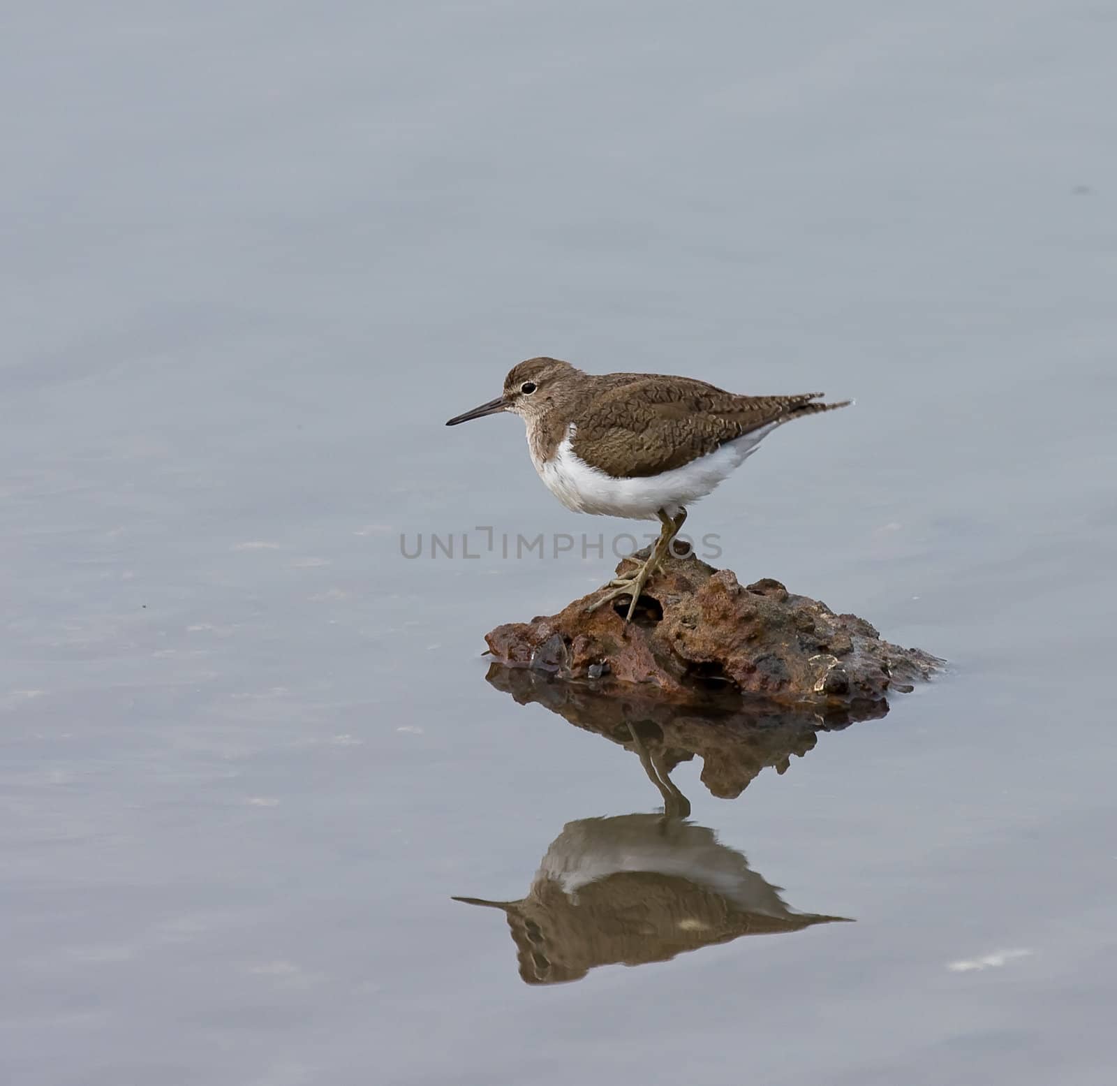 Common Sandpiper at Kotu, on rock with reflection