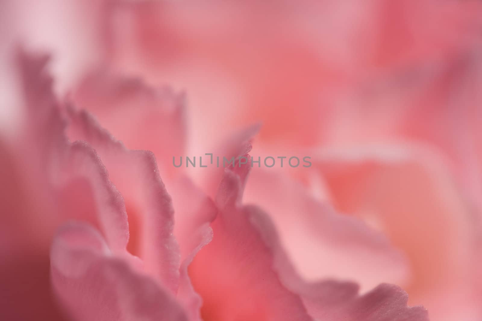 Soft pink background of Dianthus petals for use with text. Romance, love, emotion,passion.