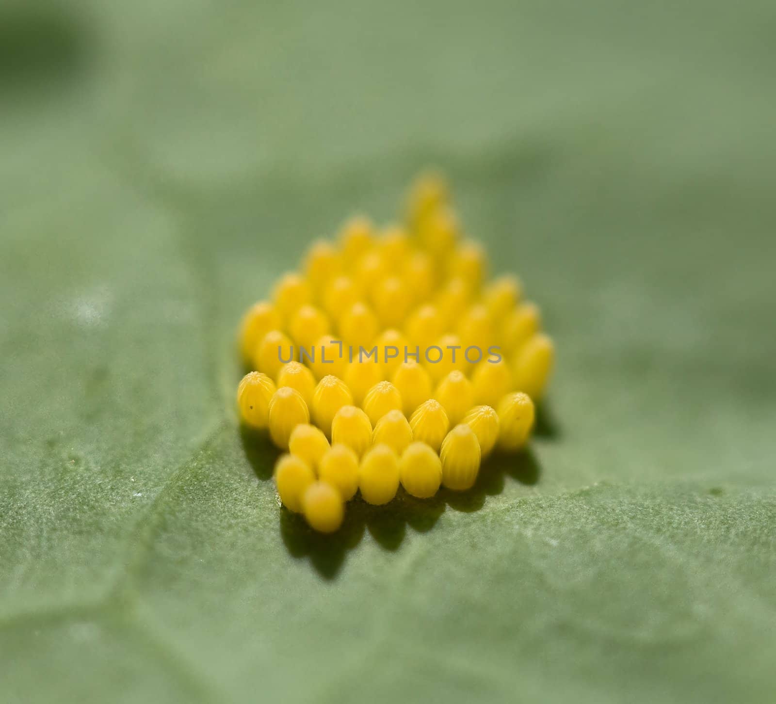 Eggs of Large White Butterfly on underside of cabbage leaf 