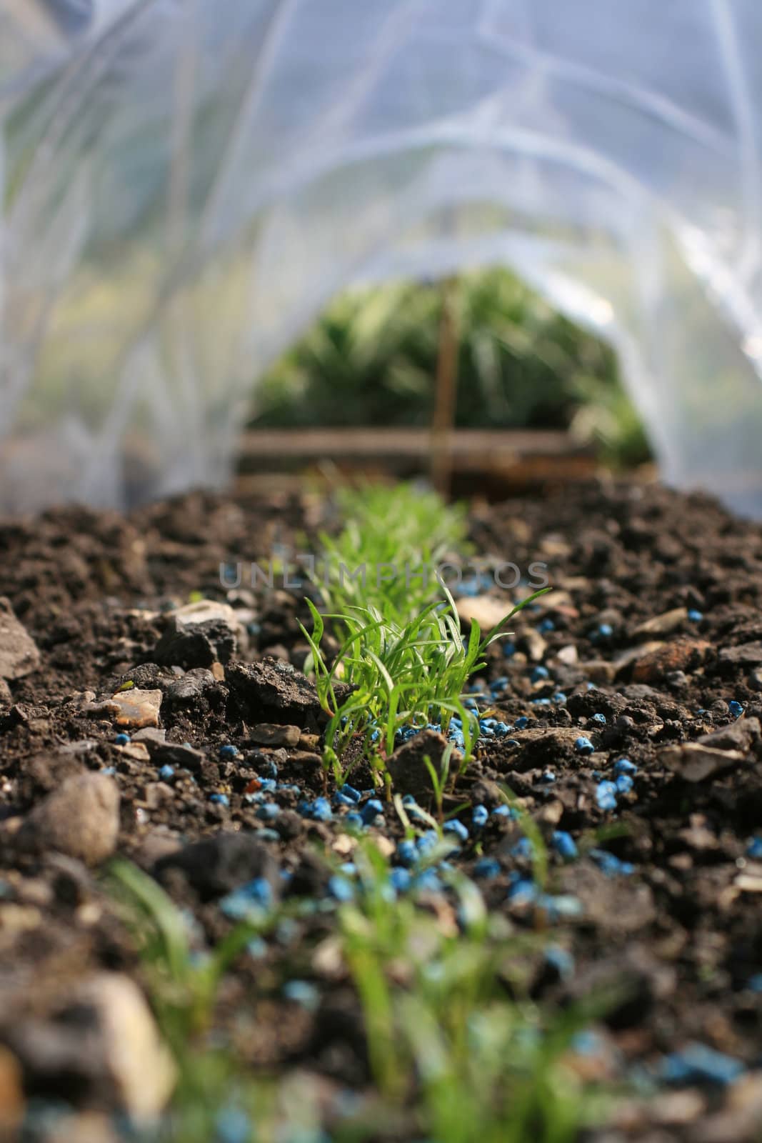 View looking through a plastic pollytunnel in an urban garden setting. A row of newly emerging organically grown carrots set in a row through the tunnel.