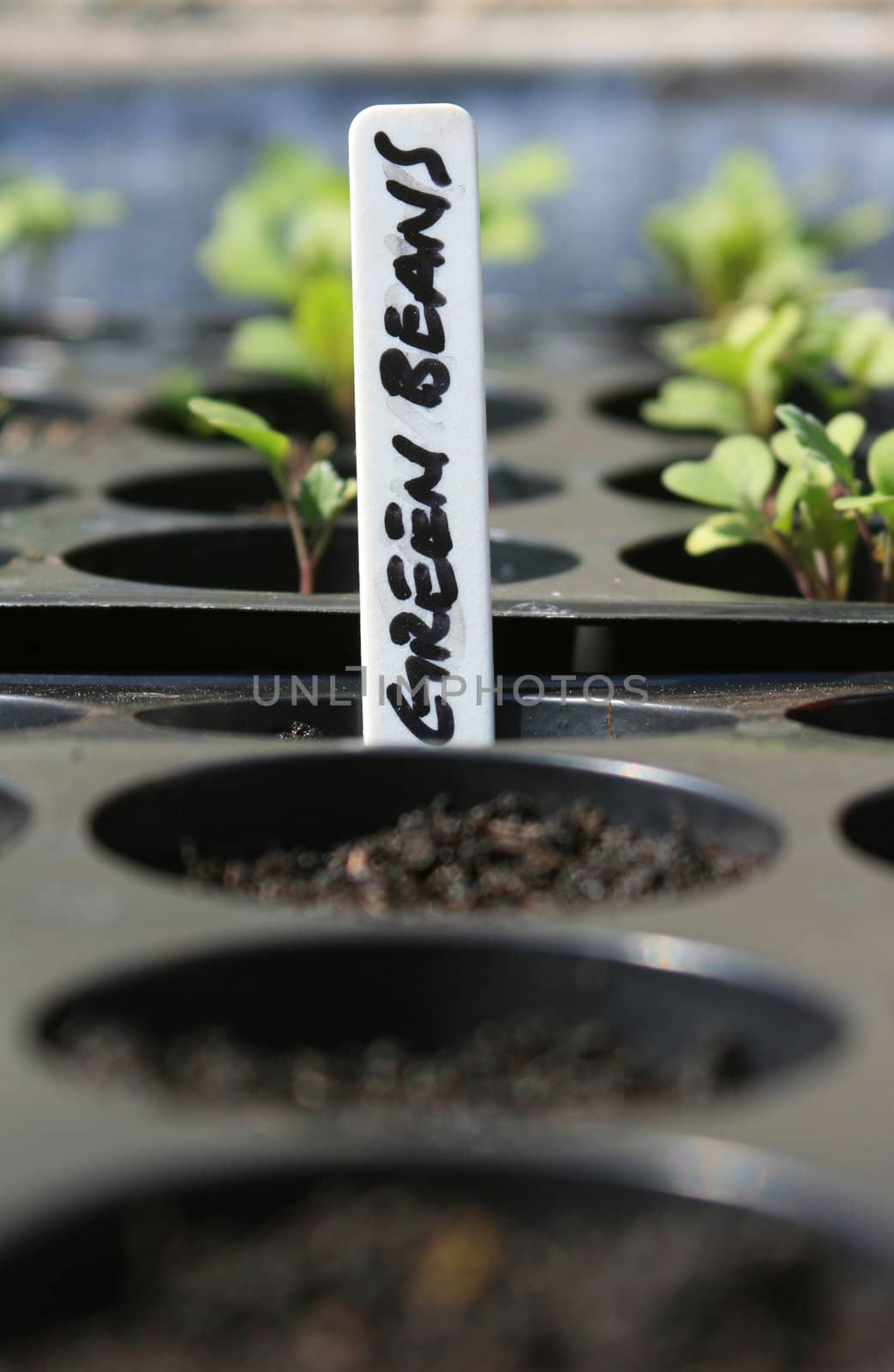 A seed tray containing organically growing Green Beans, set with a hand written plant marker spelling the words 'Green Beans'. The green shhots g organically growing Brocolli also visible to the background of image.