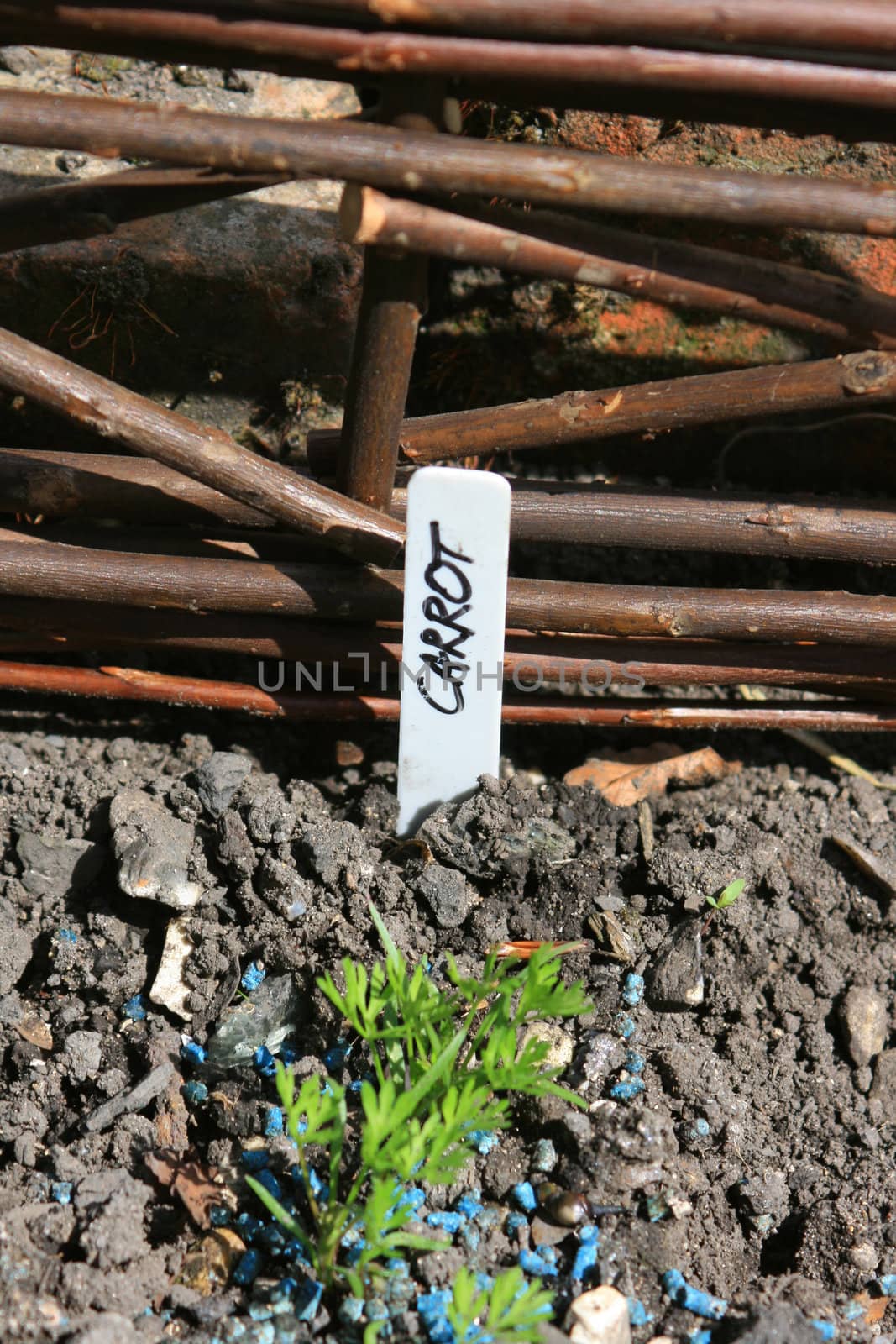 A section of a hand made Wicker Fence Panel in an urban garden with a hand written garden marker, set in the ground marking the position of newly planted carrots. Location in Wiltshire UK.