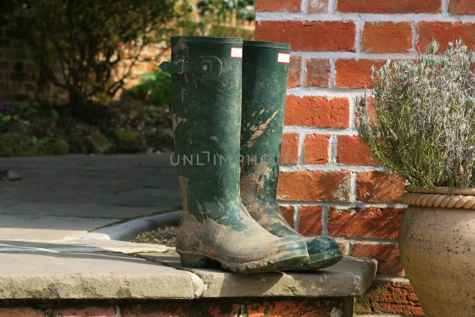 A pair of gardening boots set on a patio step next to a terracotta pot containing Thyme. Backdrop consists of the end of a bricked building with flower boarder to the background.