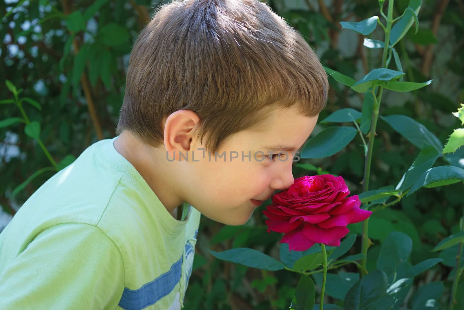 Boy smelling rose by whitechild