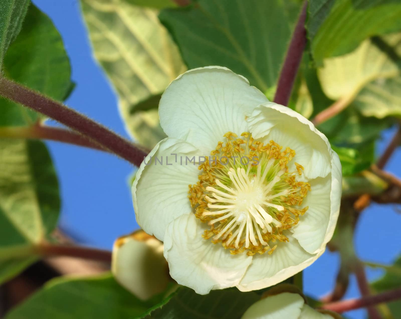 Close-up of a kiwifruit female flower with leaves in background.