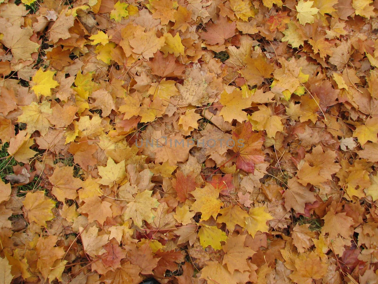 autumn leaves, usable as seasonal background