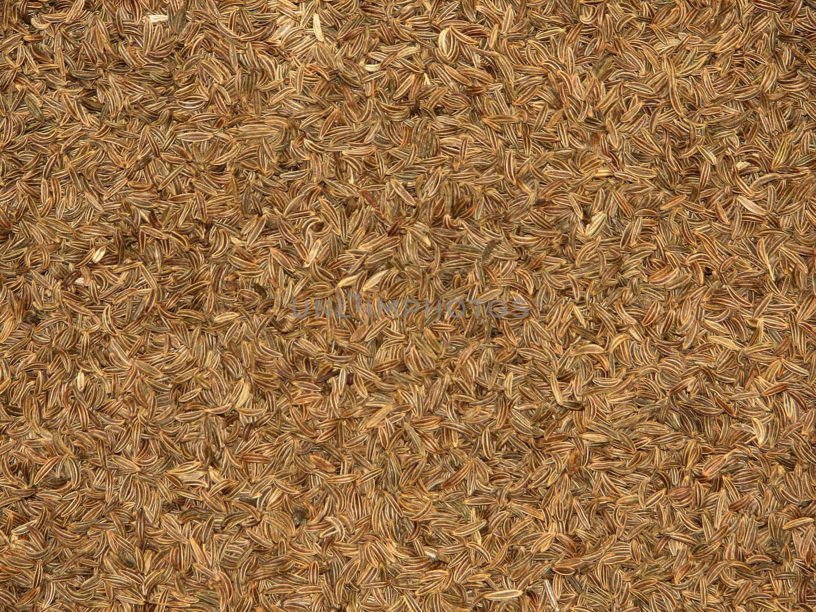 caraway seed