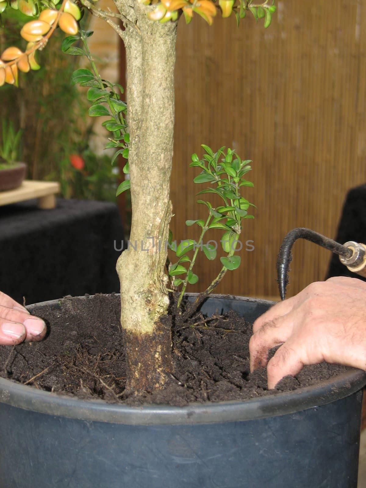 planting a Boxtree - Buxus sempervirens