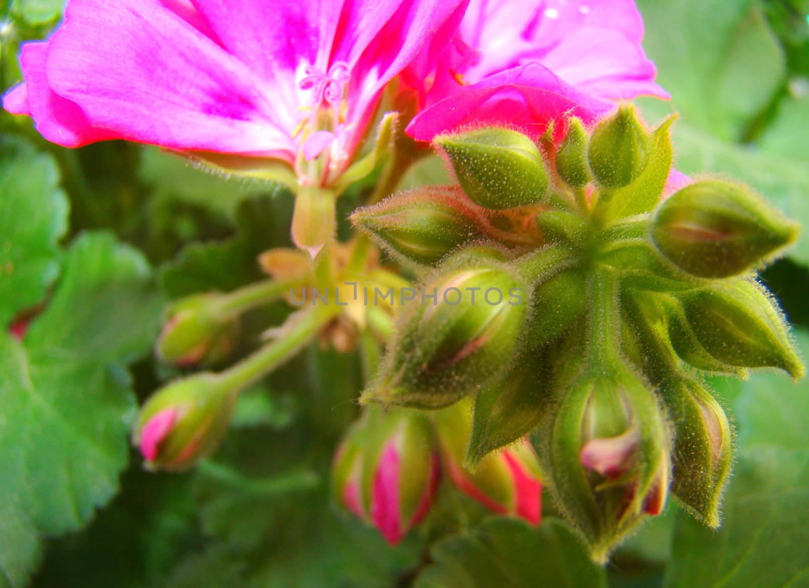 pink geranium buds