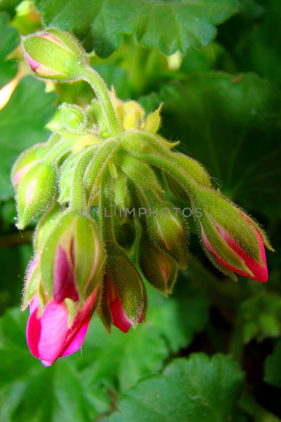 geranium buds by elvira334