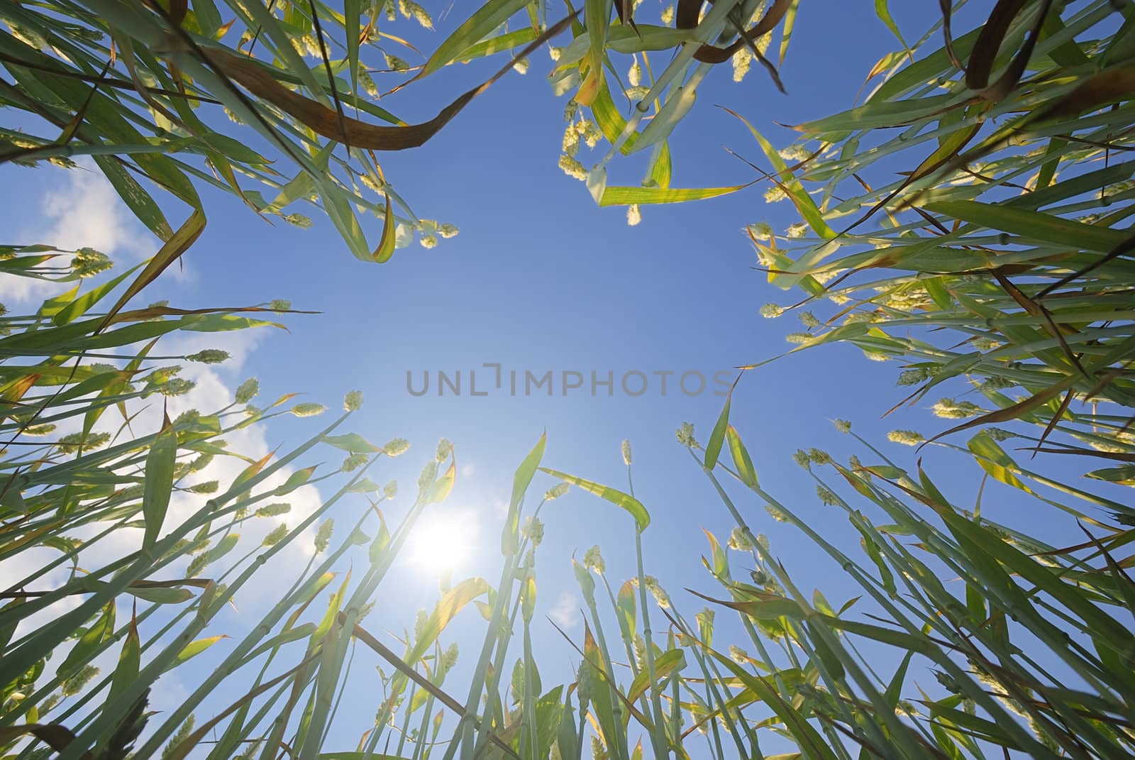 Low angle view of a wheat against sun and blue sky in background.