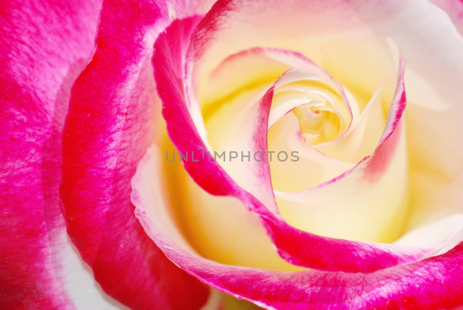 Close-up of a yellow and red rose in sunlight.