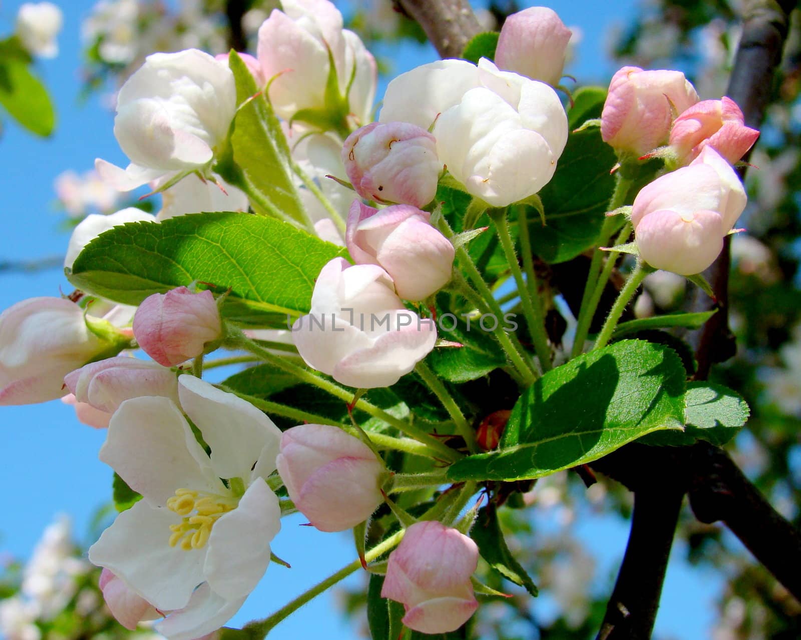 close up of white pink blossom against blue sky