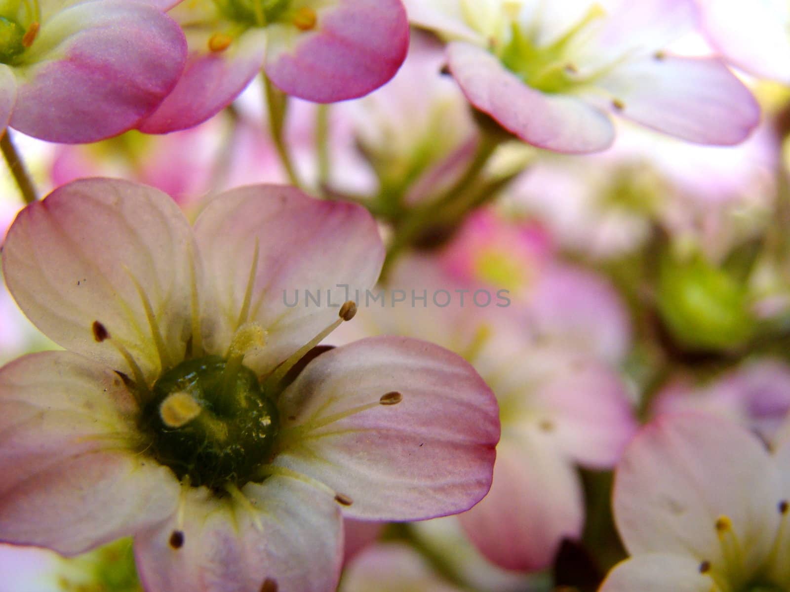 white pink flowers by elvira334