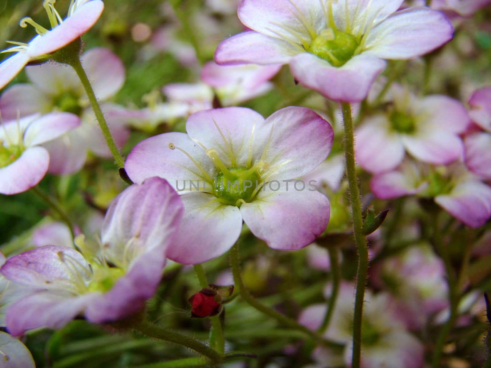 small white pink flowers