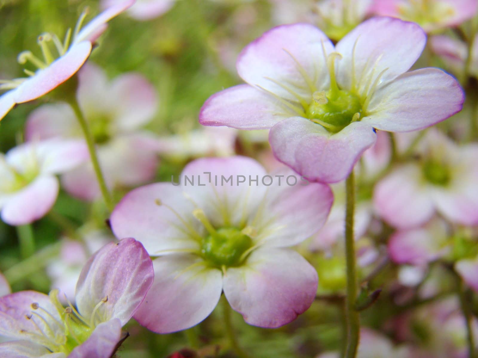 white pink flowers by elvira334