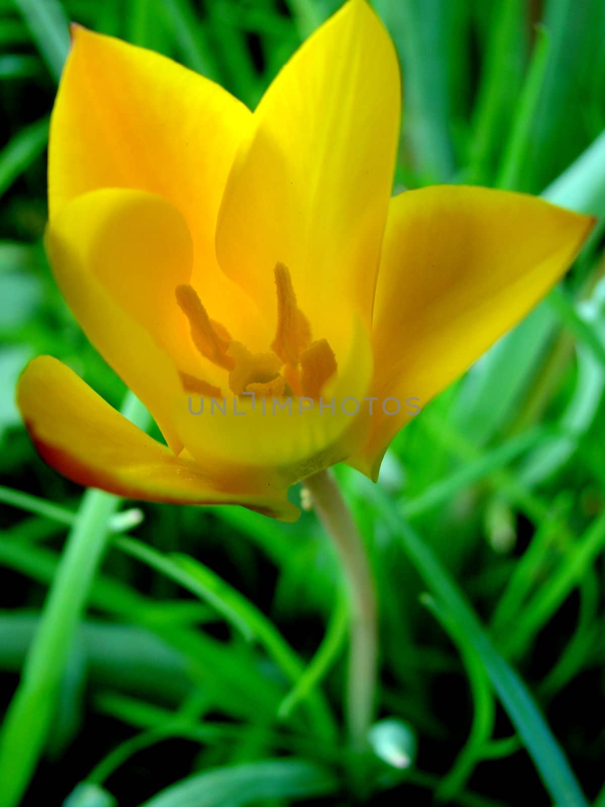 yellow flower by elvira334