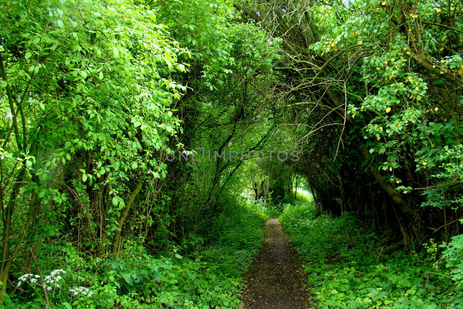 path trough forest