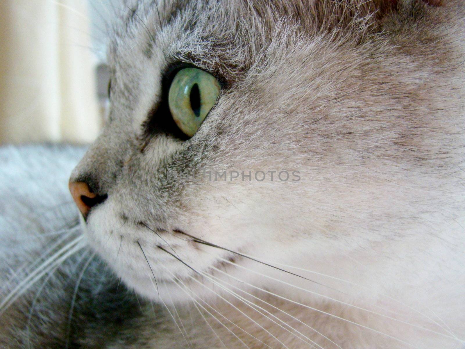 close up of burmilla cat