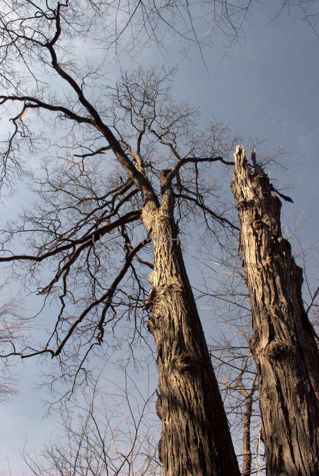 A tall, dead tree against a partly clouded sky.