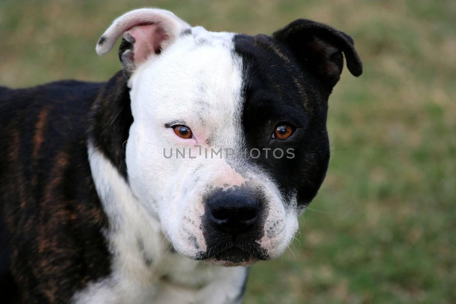 Portrait of a handsome black and white Staffordshire Terrier