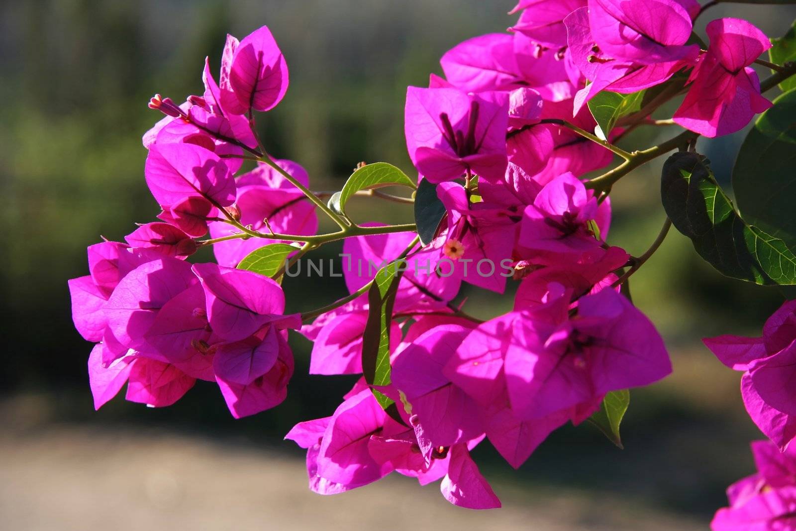 Beautiful bougainvillea flowers backlit by afternoon sun