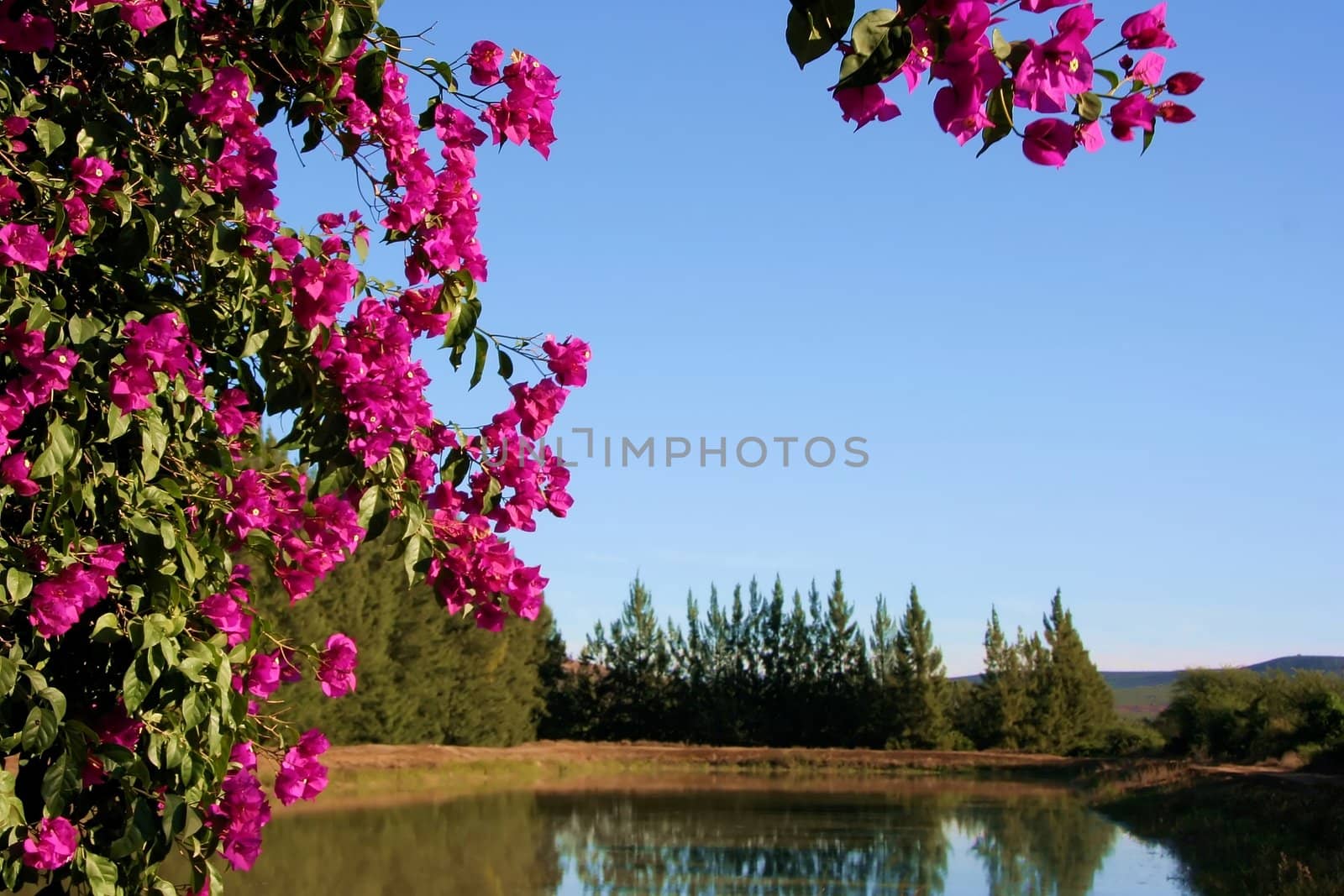 Bright bougainvillea blooms in front of a farm dam