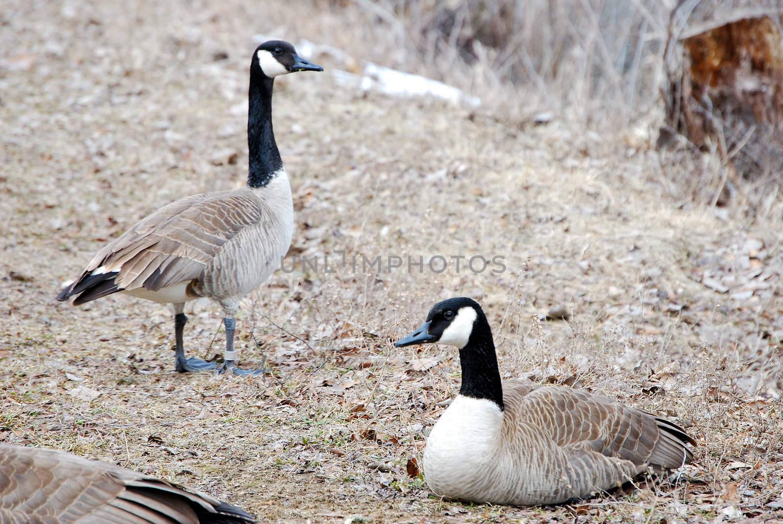 Canadian geese along the shore of a pond.                 