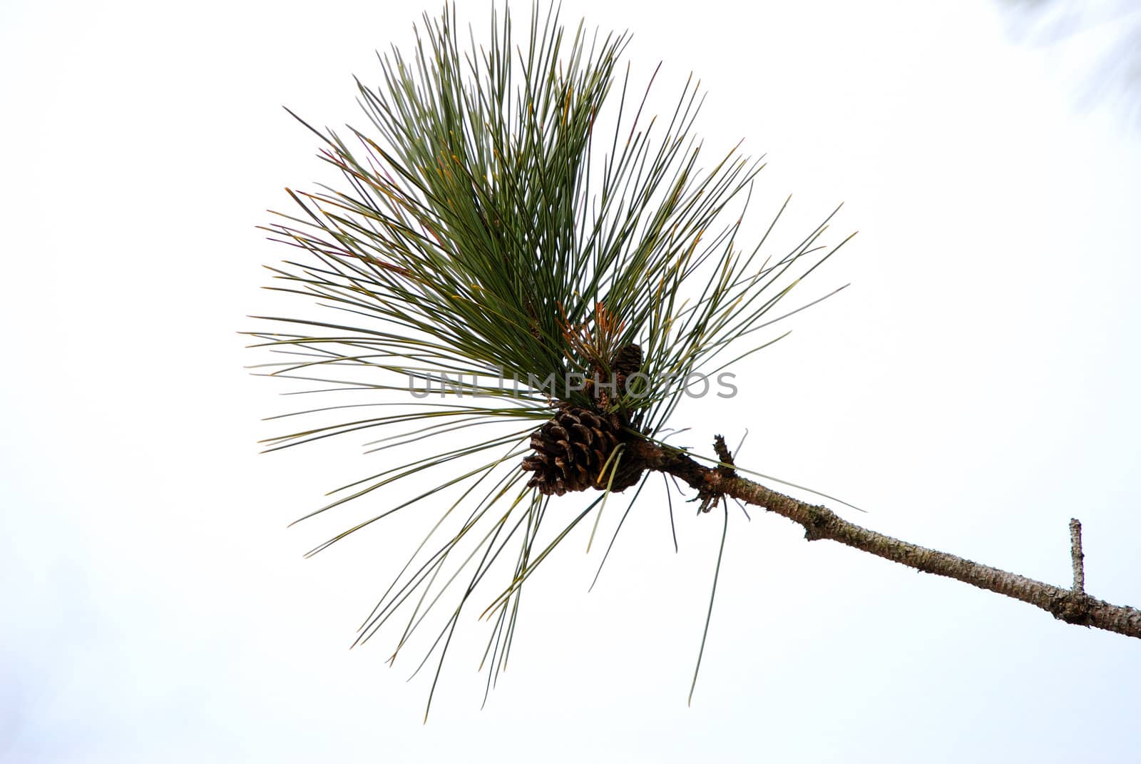 Pine Branch with Cone by pywrit