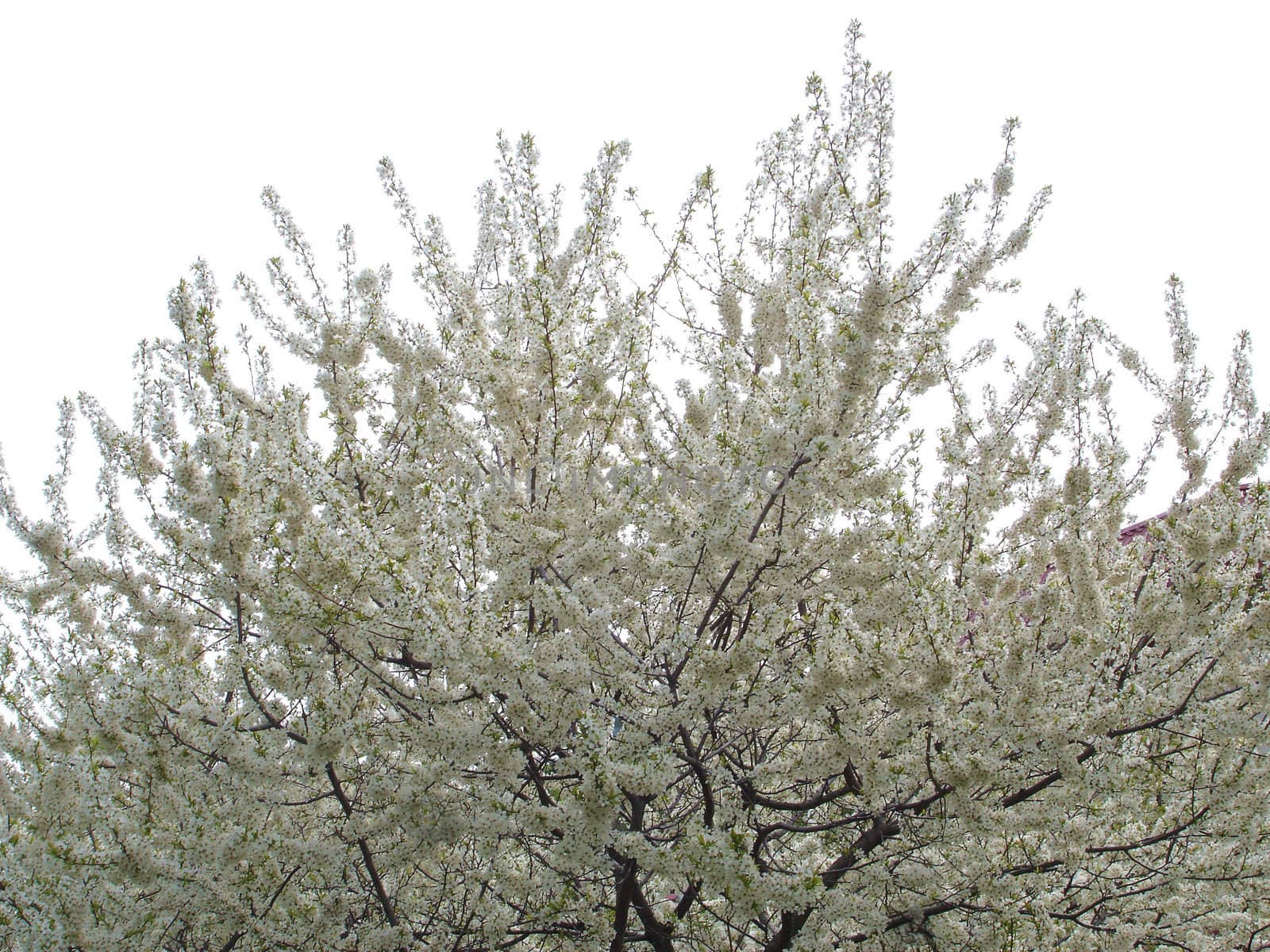 Blossoming tree                               