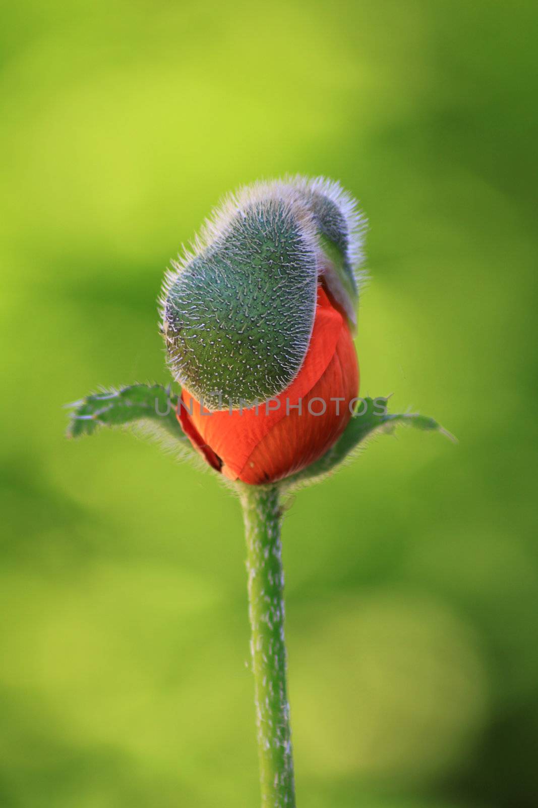 A single red poppie head with the bright flower petals about to emerge/bloom. Set against a hue of green soft focus green foliage to its background.