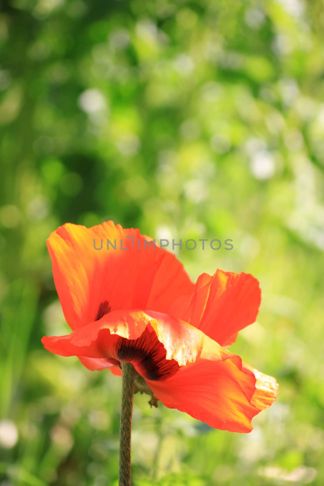 A single large red poppie set against a hue of green shaded foliage.