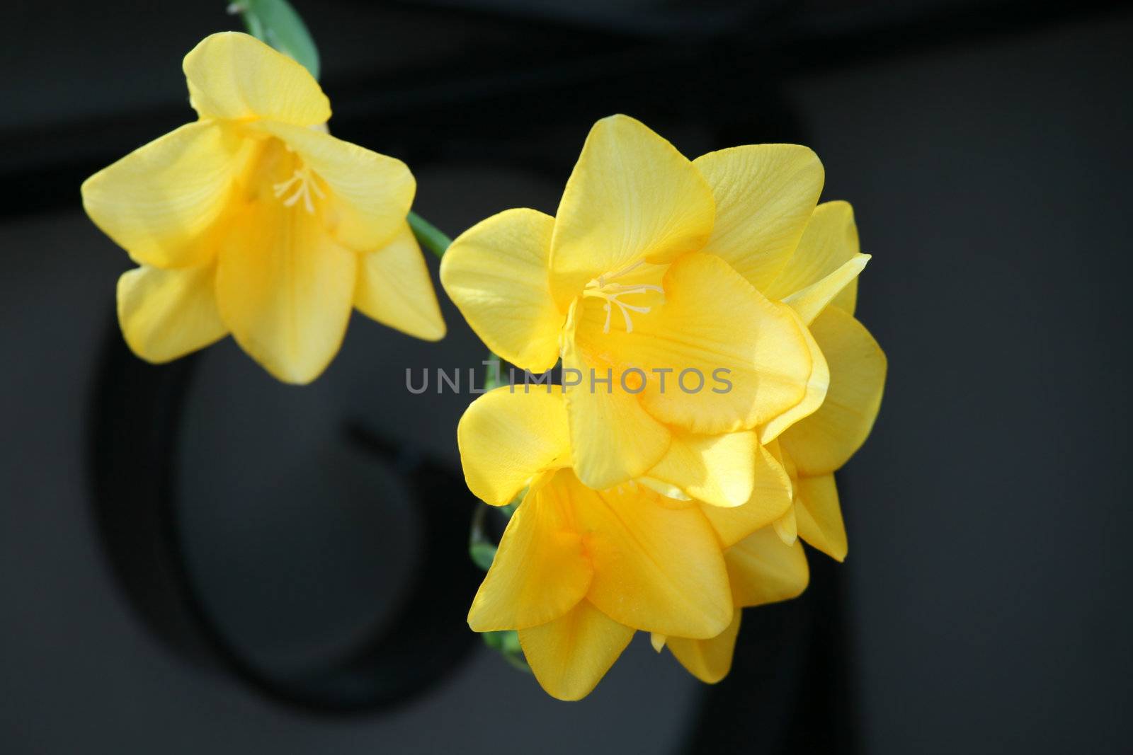 Beautiful yellow daffodils  set against black curved railing