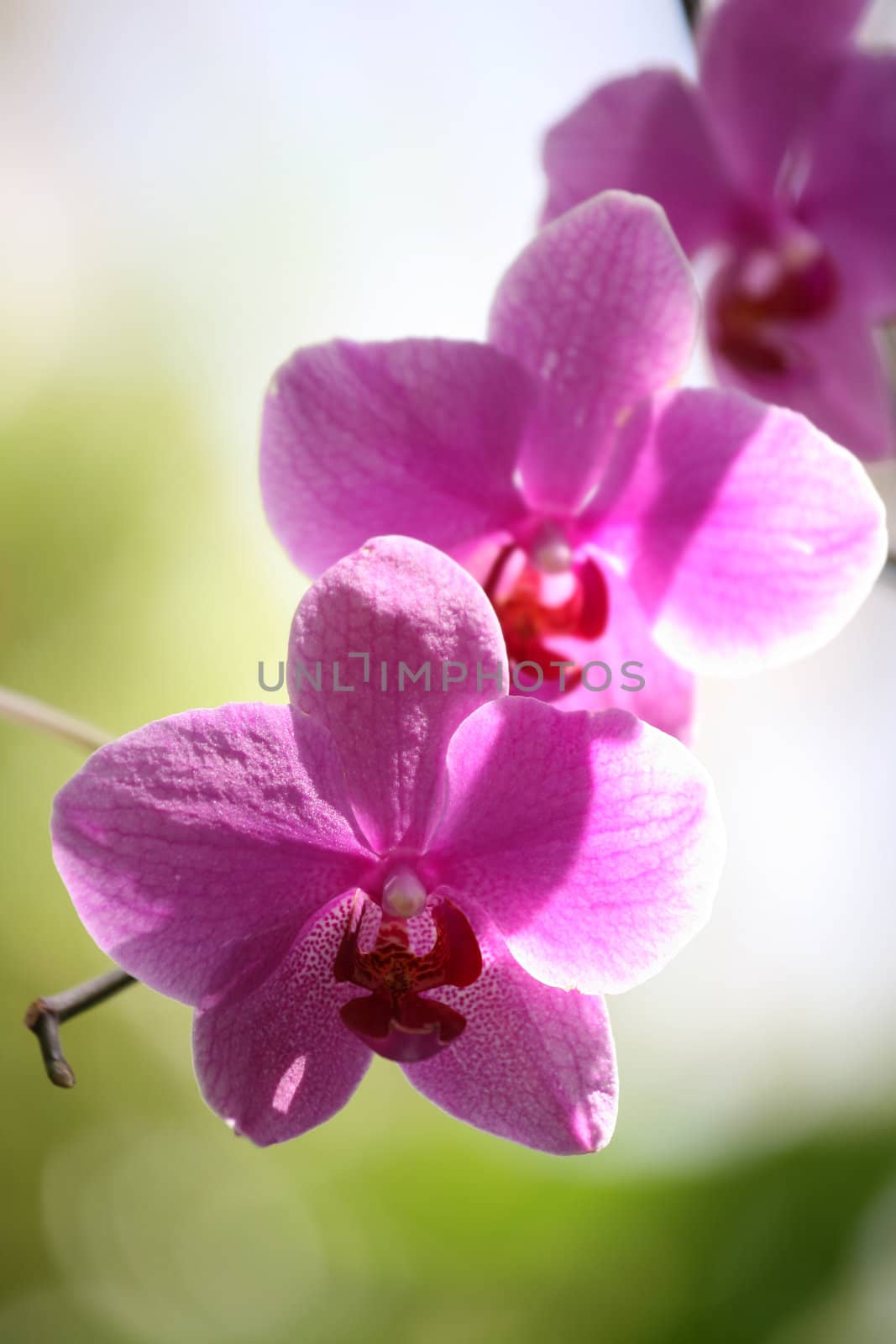 Beautiful pink and purple orchids with shallow depth of field