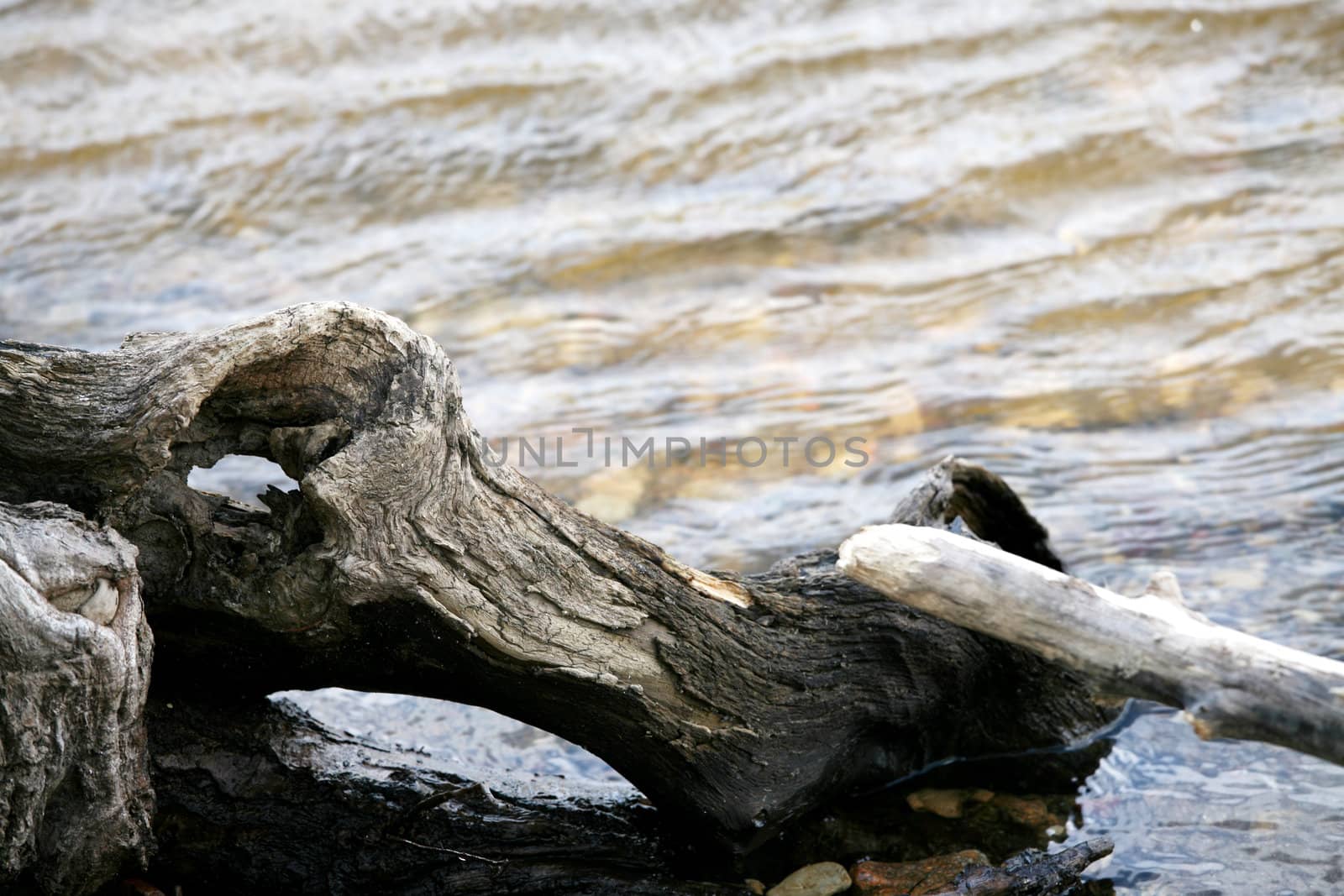Fallen twisted log on edge of river